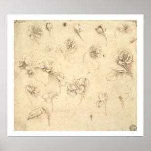 Study of the Flowers of Grass-like Plants (Briza M Poster