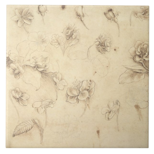 Study of the Flowers of Grass-like Plants (Briza M Tile (Front)