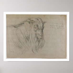 Study of the Head of a Ram (black, sanguine & whit Poster