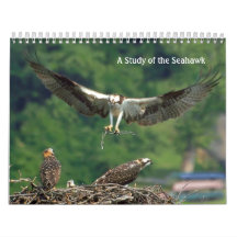 Study of the Seahawk