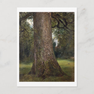 Study of the Trunk of an Elm Tree, c.1821 (oil on Postcard