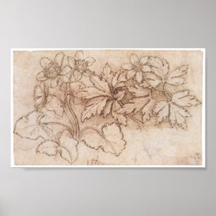 Study of Two Plants, Leonardo Da Vinci Poster