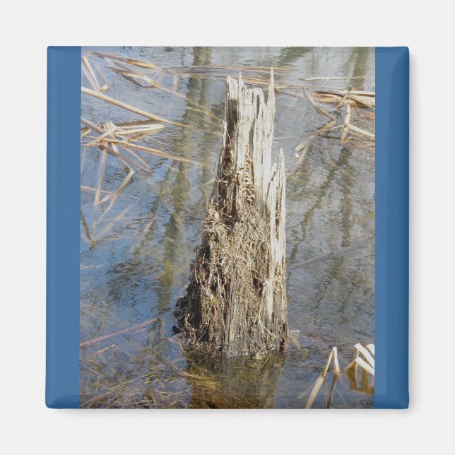 Stump in Pond Magnet (Front)