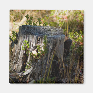 stump magnet