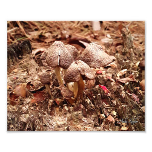Stump Mushrooms Photo Print