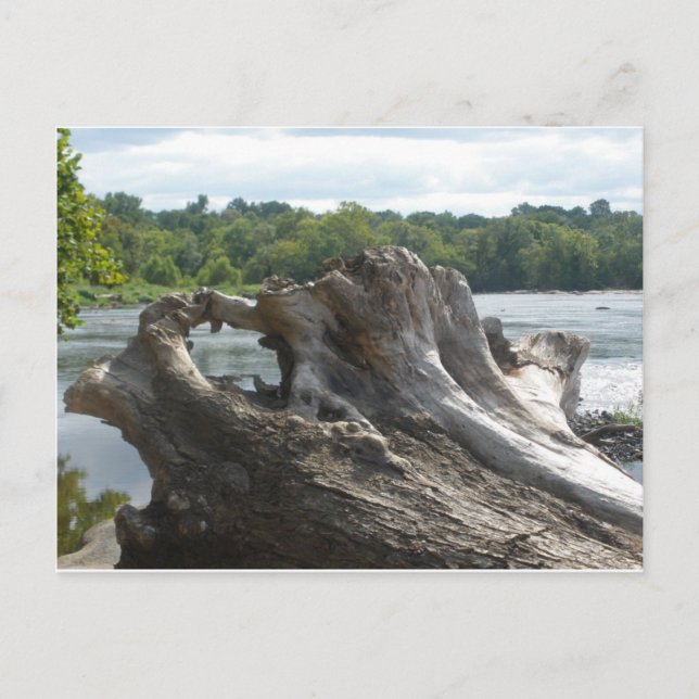Stump on the James River Postcard (Front)