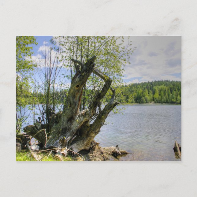 Stumped - Marshall Lake Postcard (Front)