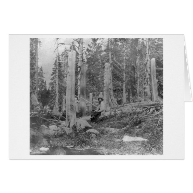 Stumps of Trees Cut down by Donner Party (Front Horizontal)