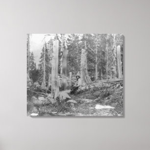 Stumps of Trees Cut down by Donner Party Canvas Print