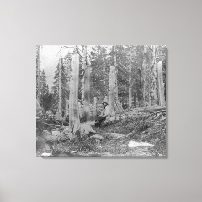 Stumps of Trees Cut down by Donner Party Canvas Print (Front)
