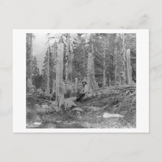 Stumps of Trees Cut down by Donner Party Invitation Postcard (Front)