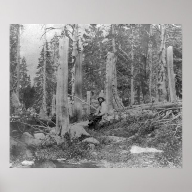 Stumps of Trees Cut down by Donner Party Poster (Front)