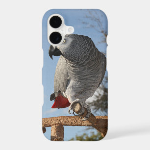 Stunning African Grey Parrot