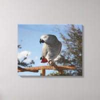 Stunning African Grey Parrot