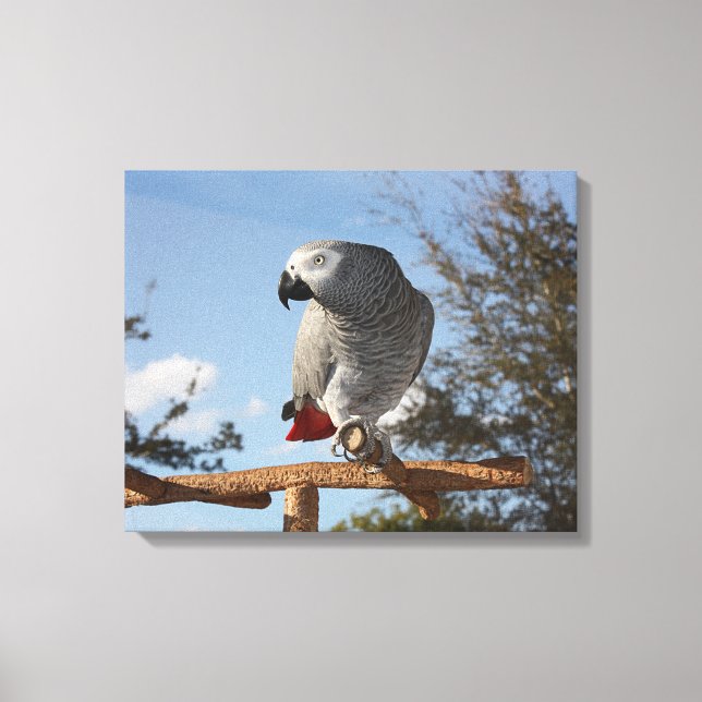 Stunning African Grey Parrot Canvas Print (Front)
