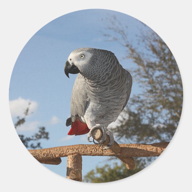 Stunning African Grey Parrot Classic Round Sticker (Front)
