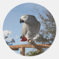 Stunning African Grey Parrot
