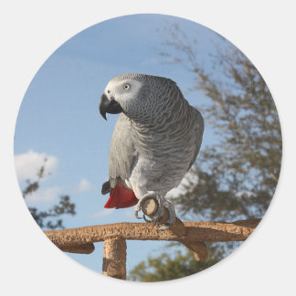 Stunning African Grey Parrot Classic Round Sticker