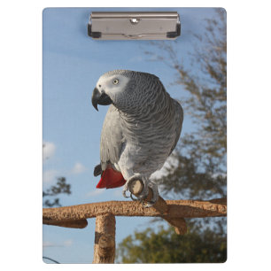 Stunning African Grey Parrot Clipboard