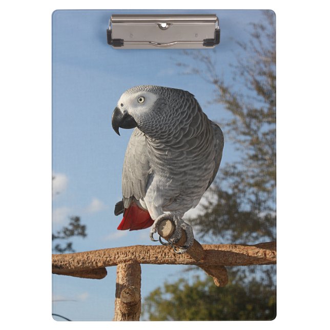 Stunning African Grey Parrot Clipboard (Front)