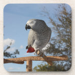 Stunning African Grey Parrot Coaster<br><div class="desc">Pretty African Grey on a tree stand with her pretty grey feathers and red tail watching her surroundings outdoors against the blue sky and oak trees.</div>