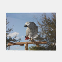 Stunning African Grey Parrot
