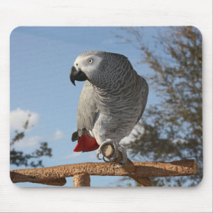 Stunning African Grey Parrot Mouse Mat