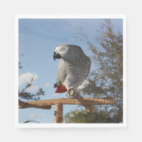Stunning African Grey Parrot