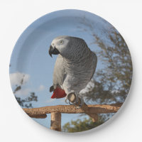 Stunning African Grey Parrot