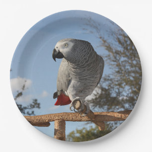 Stunning African Grey Parrot Paper Plate