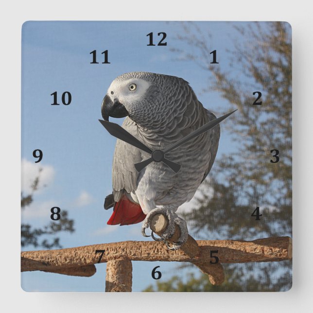 Stunning African Grey Parrot Square Wall Clock (Front)