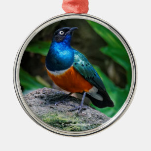 Stunning African Superb Starling Songbird Metal Tree Decoration