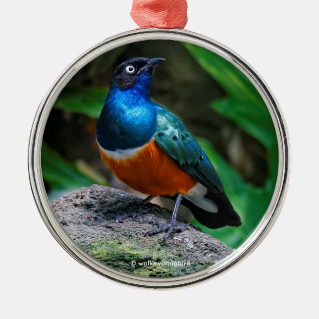 Stunning African Superb Starling Songbird Metal Tree Decoration (Front)