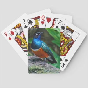 Stunning African Superb Starling Songbird Playing Cards