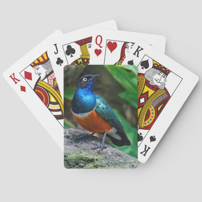 Stunning African Superb Starling Songbird Playing Cards (Back)