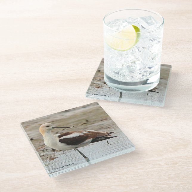 Stunning American Avocet Wading Bird at the Beach Glass Coaster (Angled)