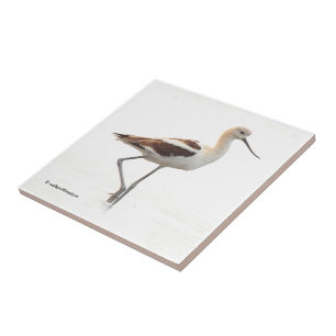 Stunning American Avocet Wading Bird at the Beach Tile