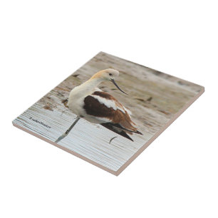 Stunning American Avocet Wading Bird at the Beach Tile