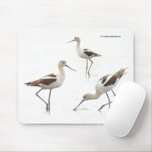 Stunning American Avocets Birds on the Beach Mouse Mat