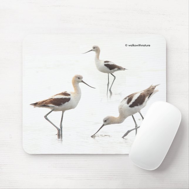 Stunning American Avocets Birds on the Beach Mouse Mat (With Mouse)