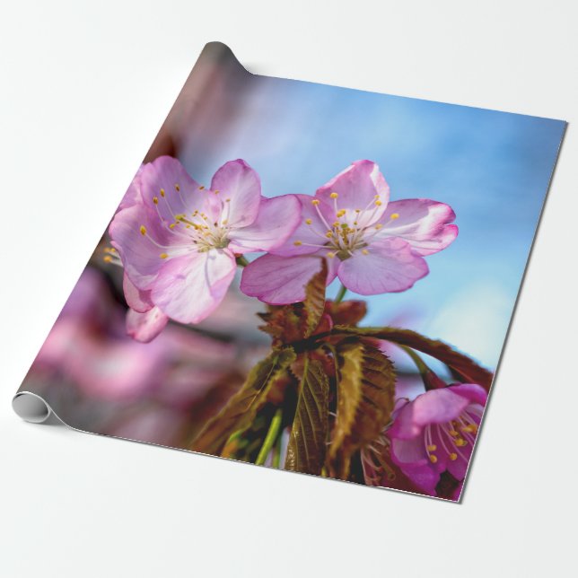 Stunning And Amazing Sakura Flowers Wrapping Paper (Unrolled)
