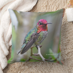 Stunning Anna's Hummingbird in Plum Tree Cushion
