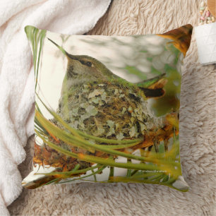 Stunning Anna's Hummingbird Mum on Nest Cushion