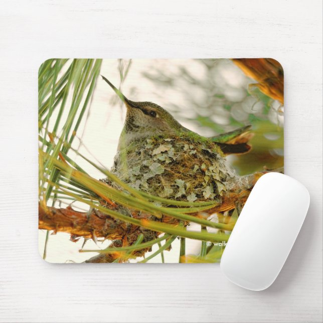 Stunning Anna's Hummingbird Mum on Nest Mouse Mat (With Mouse)