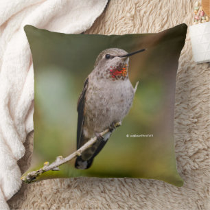 Stunning Anna's Hummingbird on Branch Cushion