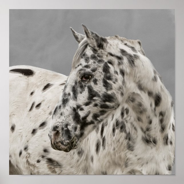 Stunning appaloosa gelding poster (Front)