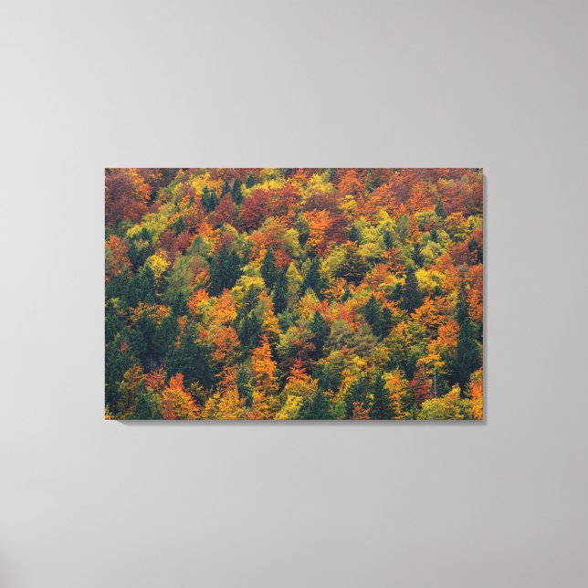 Stunning autumn forest canvas print (Front)