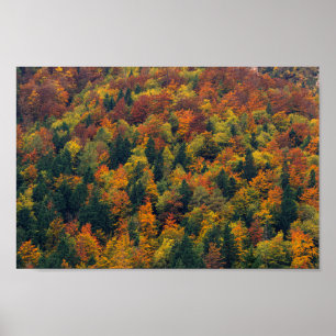 Stunning autumn forest poster