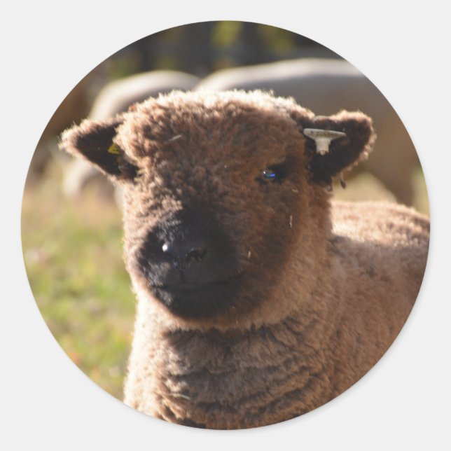 Stunning Babydoll Southdown Ewe Lamb Classic Round Sticker (Front)