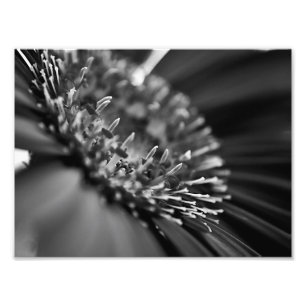 Stunning Black and White Floral Macro Photo Print